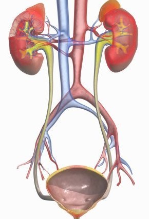 尿结石形成的因素是什么(图1) 尿结石形成的因素是什么(图1)