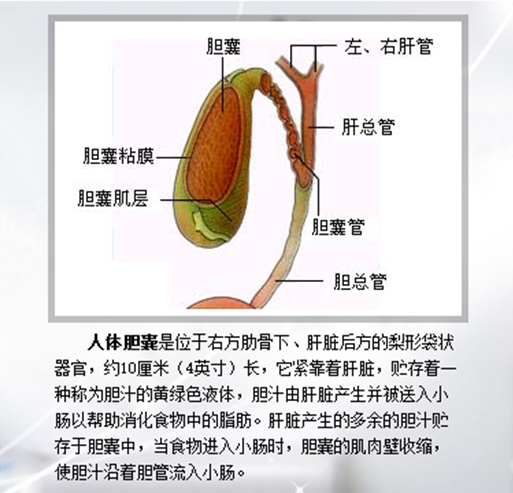 胆结石其实就这么回事(图1)