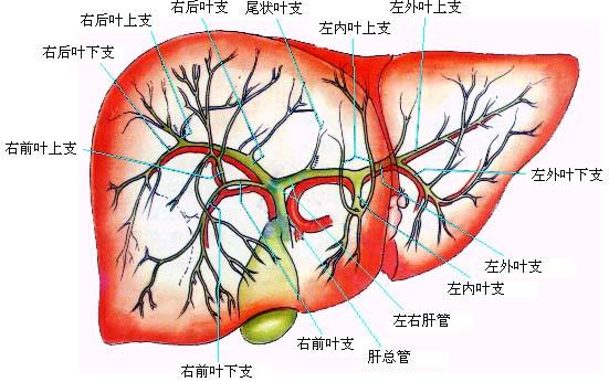 当心！肝内胆管结石变成“不治之症”！(图1)